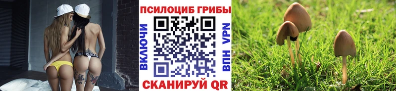 Псилоцибиновые грибы Cubensis  Западная Двина 